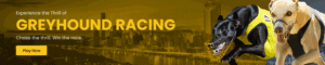 SSExchange Greyhound Racing feature image